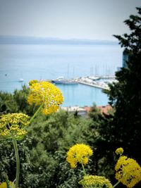 Close up of yellow flowers