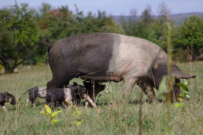 Horse grazing in a field