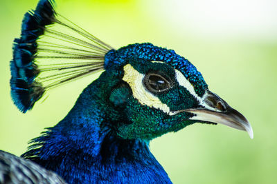 Close-up of a peacock