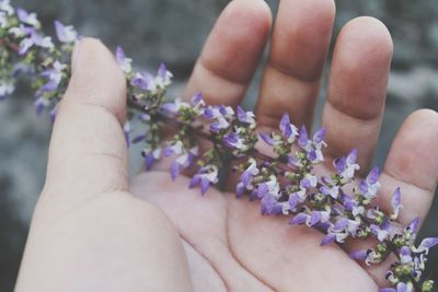 Close-up of hand holding purple flowering plant