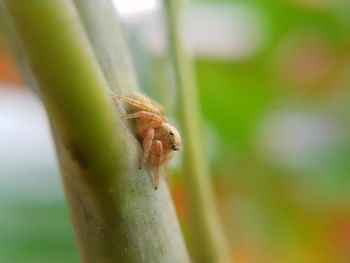 Close-up of insect on plant