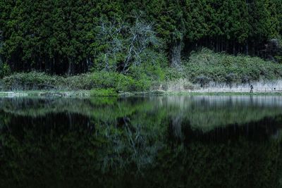 Reflection of trees in lake