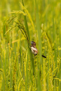 View of a bird in field