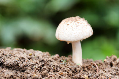 Close-up of mushroom growing on field