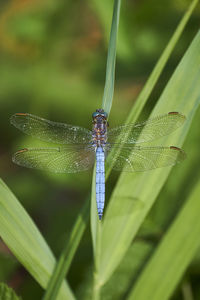 dragonflies and damseflies