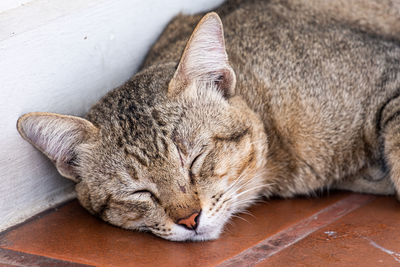 Close-up of cat sleeping