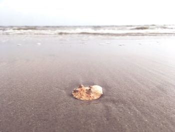 Close-up of shell on beach against sky