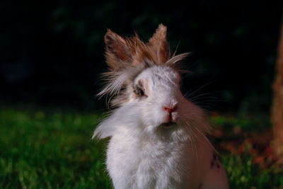 Close-up of rabbit on field