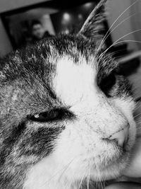 Close-up of cat