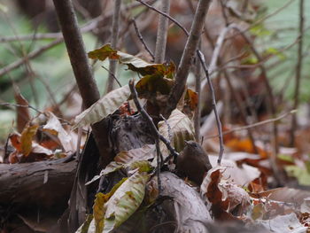 Close-up of crab on dry leaves