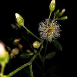 Close-up of flower plant at night