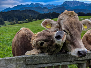 Sheep in a field