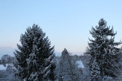 Trees against clear sky during winter