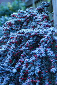 Close-up of plant against blurred background