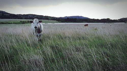 Cows on field against sky