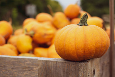 Close-up of pumpkins for sale at market