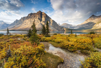 Autumn sunrise at bow lake in the canadian rockies.