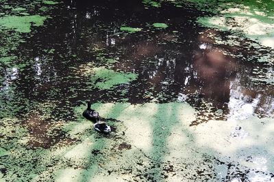 Reflection of tree in puddle