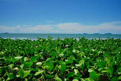 Plants growing by sea against sky