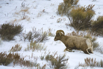 View of dog on snow covered field