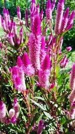 Close-up of purple flowering plant on field