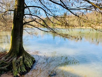 Scenic view of lake in forest