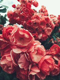 Close-up of pink roses