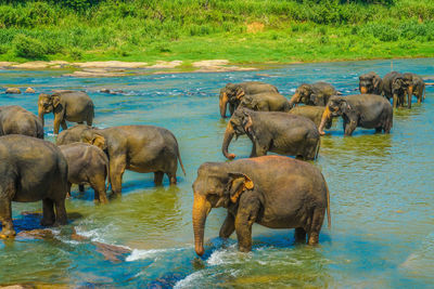 View of elephant in lake