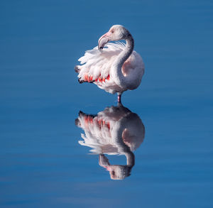 Flamingo reflection 
