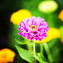 Close-up of yellow flower