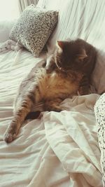 Cat sleeping on bed