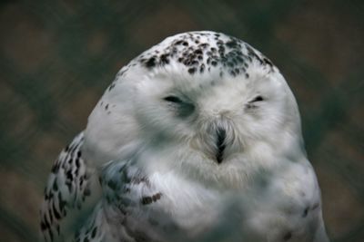 Close-up portrait of white owl