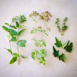 Plants growing on a tree