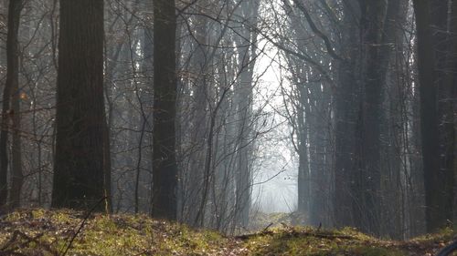 Trees in forest