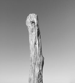 Low angle view of tree trunk against clear sky