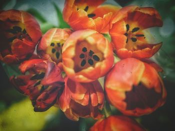 Close-up of red flowers