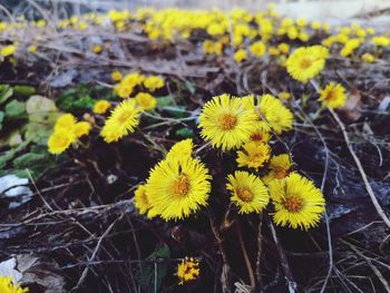 High angle view of yellow flowering plant on field