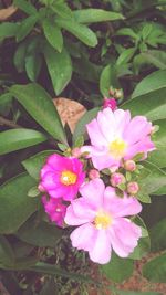 Close-up of pink flowering plant