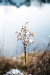 Close-up of plant against sky