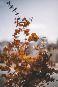 Close-up of autumnal leaves against sky