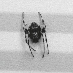 Close-up of spider