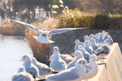 Large group of seagulls