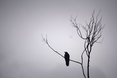 Low angle view of birds perching on branch