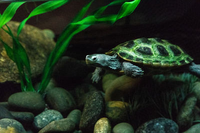 Close-up of turtle on rock