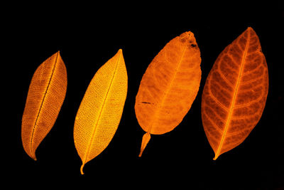 Close-up of autumn leaves against black background