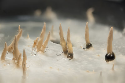 Close-up of tiny cultivated mushrooms 