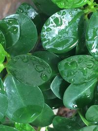 Full frame shot of wet leaf