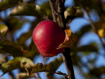 Close-up of apple growing on tree