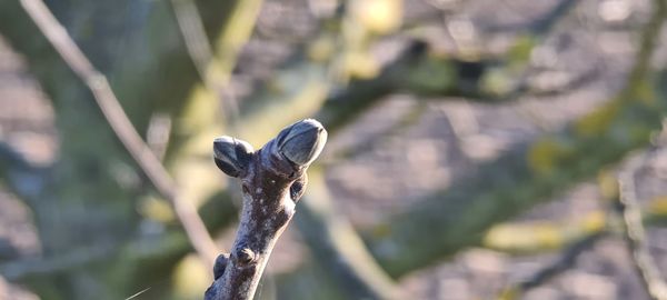 Close-up of a spider on tree