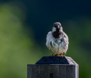 Close-up of bird perching on wooden post